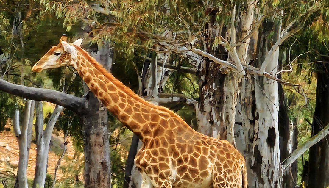 Giraffe